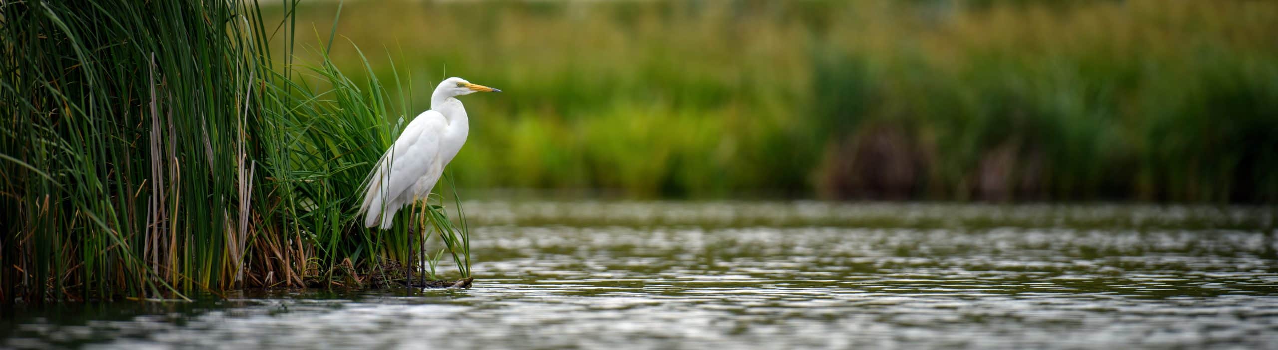 White heron, Great Egret, standing on the lake. Water bird in the nature habitat. Wildlife scene | Bay County Audubon Society is a local organization dedicated to the conservation and appreciation of birds and their habitats in the Bay County area.