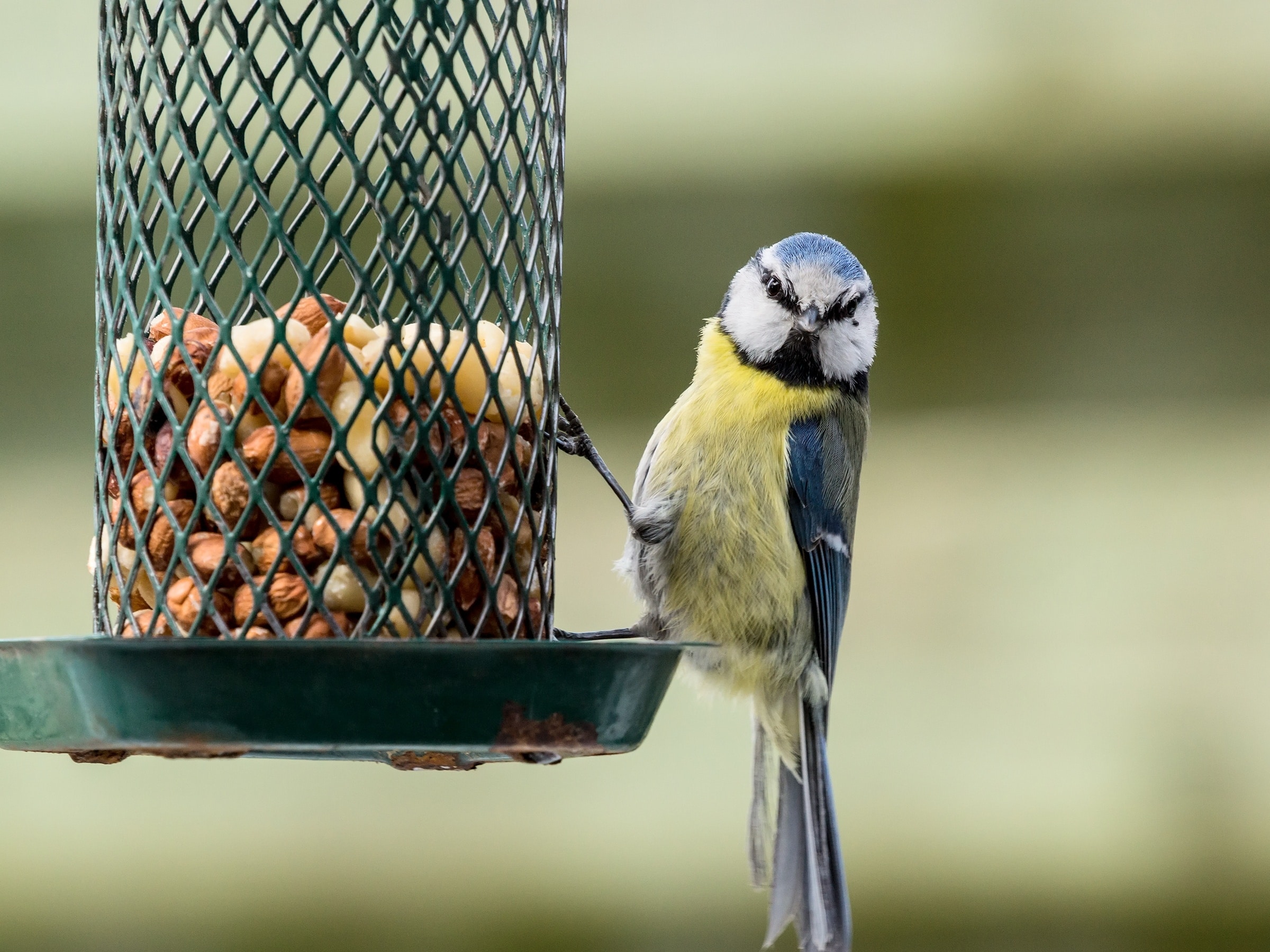 Small blue tit sitting on a bird feeder looking out | Bay County Audubon Society is a local organization dedicated to the conservation and appreciation of birds and their habitats in the Bay County area.