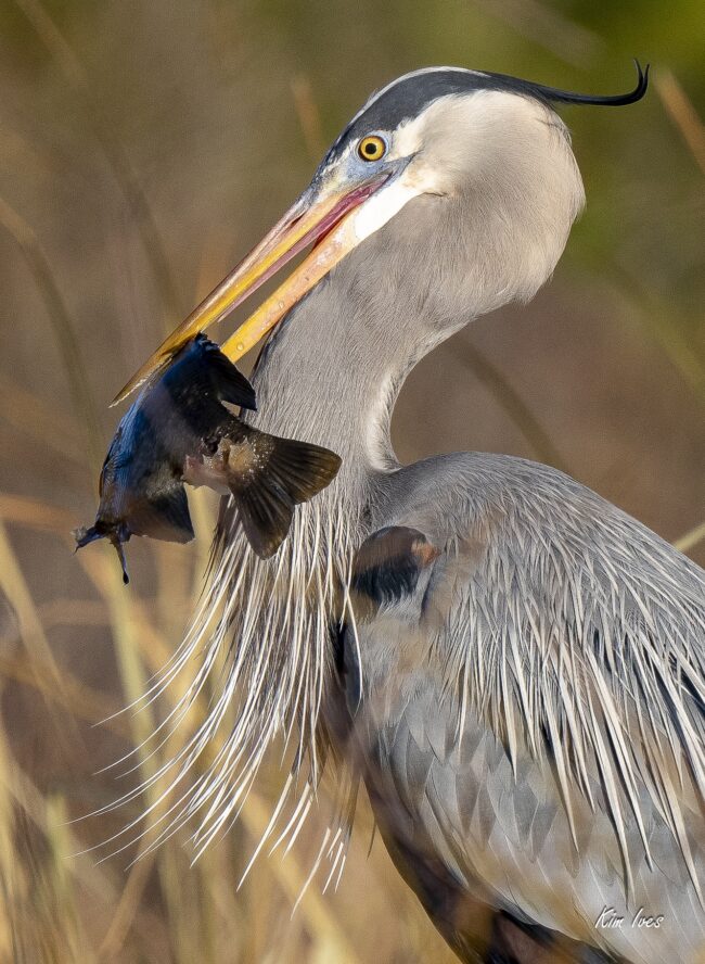 Great Blue Heron