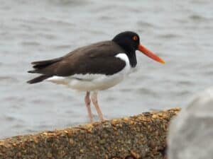 American Oystercatcher