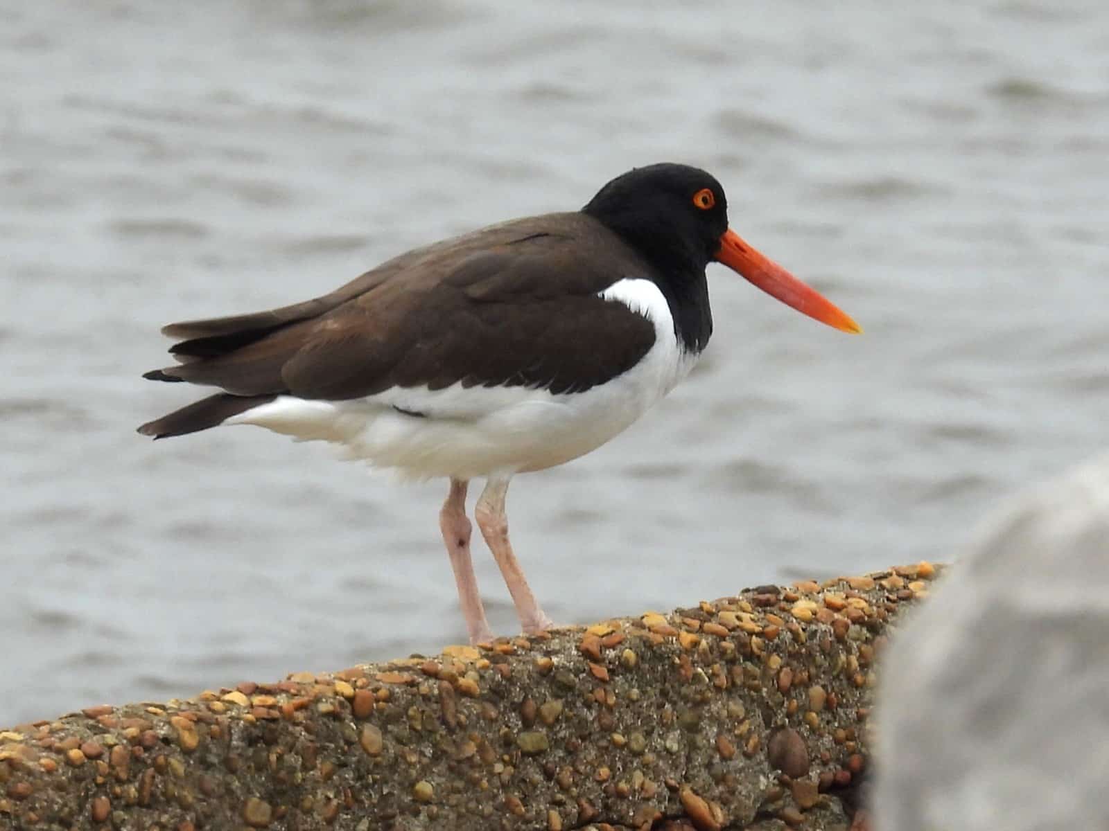 American Oystercatcher County Audubon Society is a local organization dedicated to the conservation and appreciation of birds and their habitats in the Bay County area.