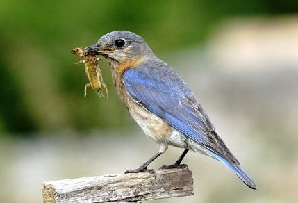 Photograph of an adult Bluebird with food in it's beak.